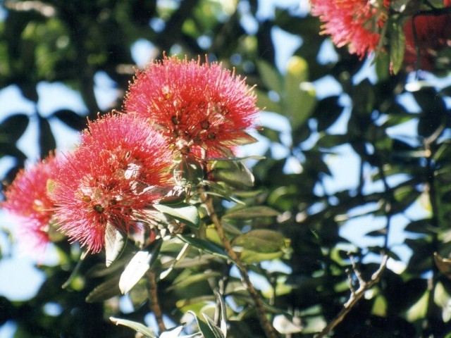 Pohutukawa Trees